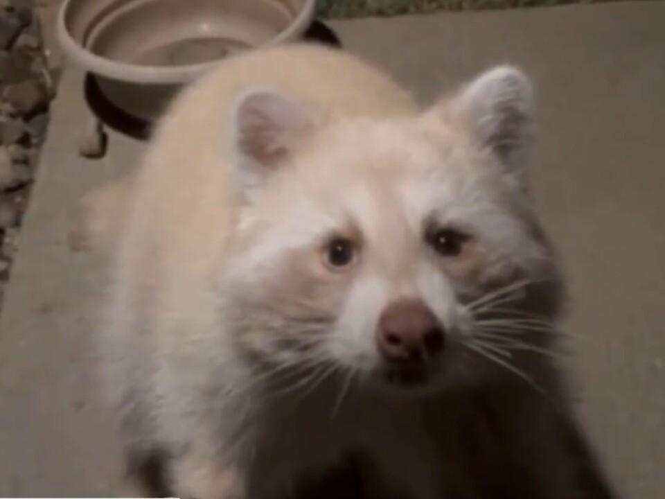 Rare blonde raccoon spotted by US woman