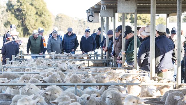 NSW-based exporter Fletchers of Dubbo has dominated buying at recent markets, sometimes securing the bulk of heavy mutton at saleyards such as Ballarat, Bendigo (pictured), Griffith and Wagga Wagga. Picture: Zoe Phillips