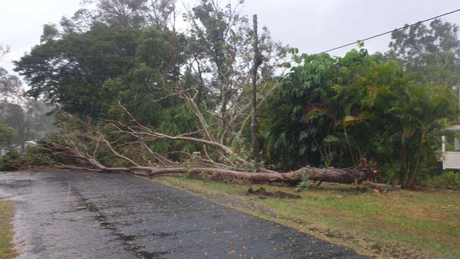 A fallen tree at The Dawn in the Gympie region. Picture: Scott Frances