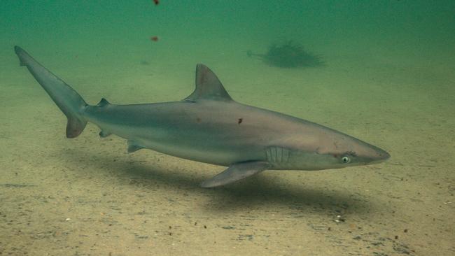 Shark in ocean pool at Palm Beach | news.com.au — Australia’s leading ...