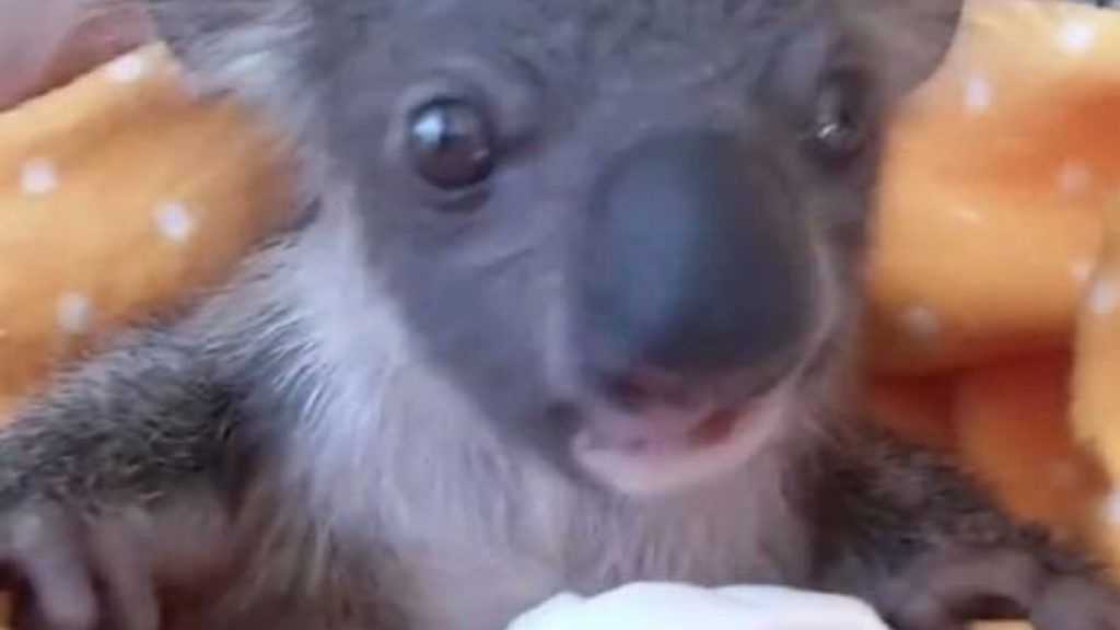 Lismore S Cute Baby Koalas Become Internet Sensations Daily Telegraph