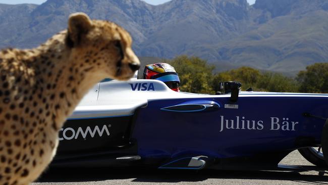 Formula E car in drag race against cheetah. Pic: Supplied