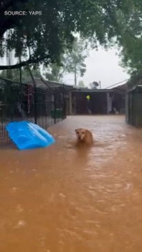 Rising flood waters forces evacuation of dogs in FNQ