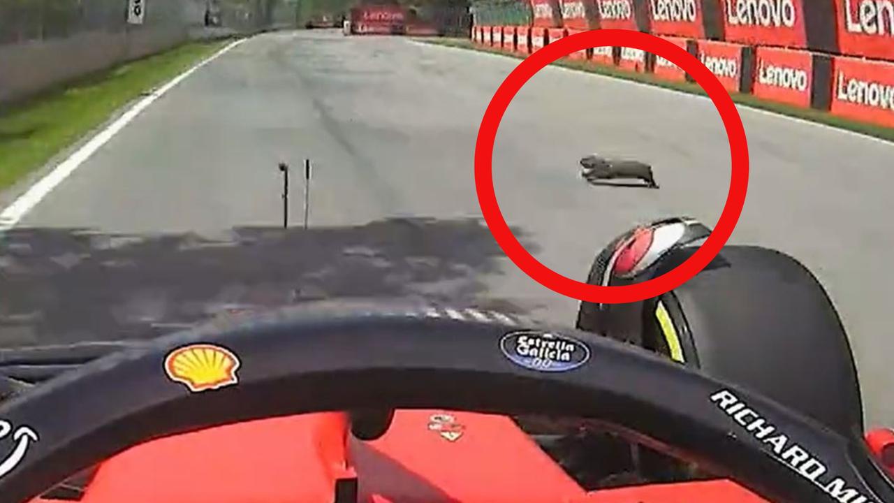 F1 Canadian Grand Prix: Carlos Sainz almost runs over groundhog