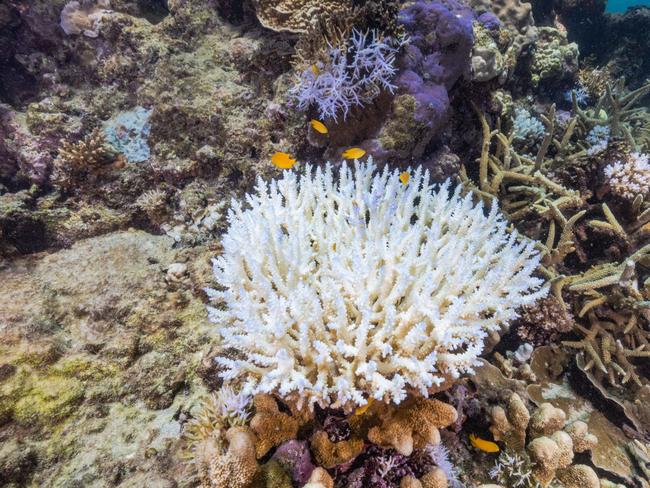 The Great Barrier Reef has experienced six mass coral bleaching events Ã¢â¬â in 2022, 2020, 2017, 2016, 2002 and 1998. Reef scientists are currently reporting water temps 4 degrees above average in places for this time of year. Picture: Harriet Spark