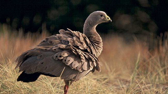 Cape Barren goose on Maria Island.