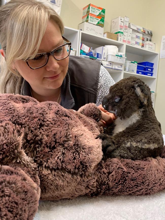 Adelaide Koala &amp; Wildlife Hospital manager Joanne Sloan with a koala affected by the Adelaide Hills bushfires. Picture: Supplied