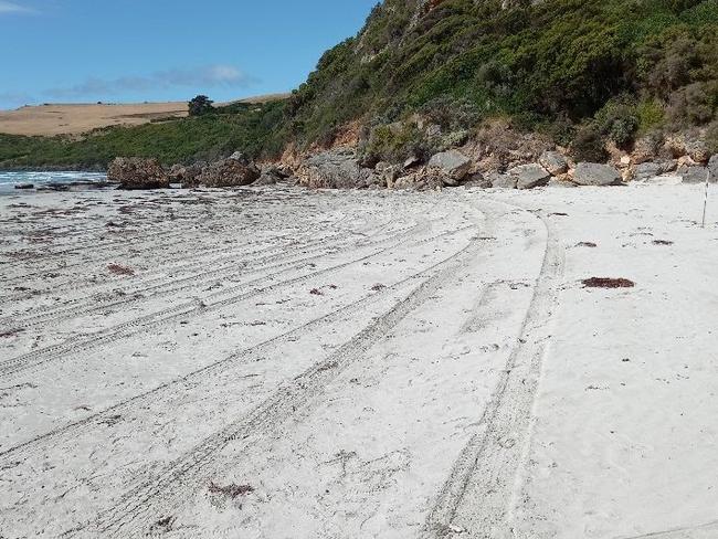 The vehicle appeared to have driven across a beach in Cape Bridgewater destroying the wildlife nests over the weekend. Picture: Crime Stoppers Victoria