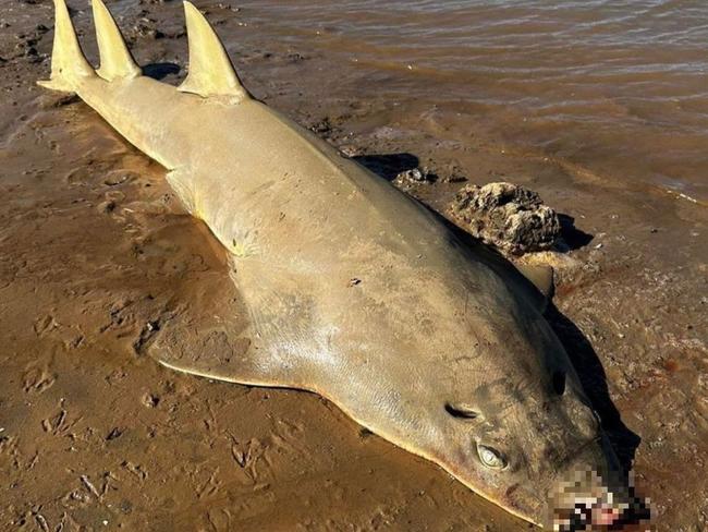 Green Sawfish are considered vulnerable in Australia. Picture: @sharkgirlmadison / Instagram