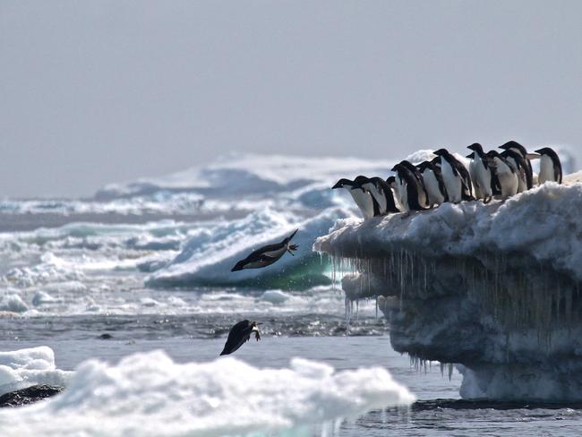 Adelie penguins leaping off an iceberg at Danger Islands, Antarctica. Picture: AFP/ Stony Brook University and Louisiana State University/Rachael Herman