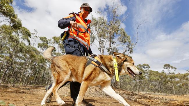 Family-run search for Terry Floyd remains. Involves two sniffer dogs. Adele Jago, and her dog Chilli. Picture: Alex Coppel