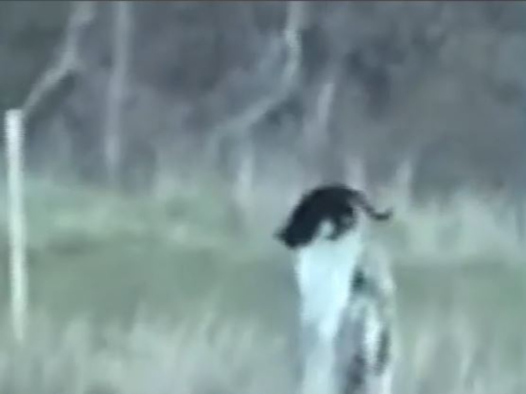 A resident in North Queensland has claimed to have captured footage of an elusive big cat roaming the area.