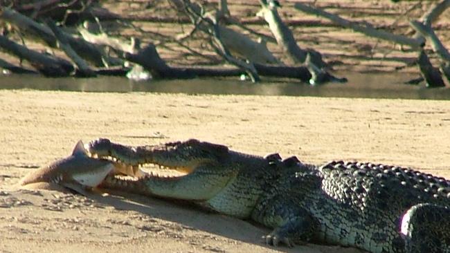 A few bogans are the least of their worries in Territory waters - a saltwater crocodileis pictured latching on to a bull shark. Picture Indrek Urvet