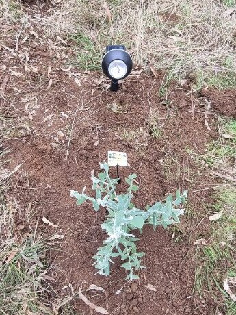 Solar lights were left in tribute at the scene. Picture: Facebook/Hamilton Victoria’s Community Group