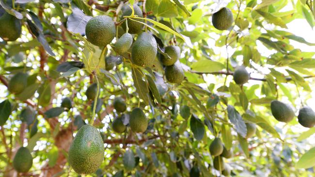 Jennifer Kohl died on a Mount Tamborine avocado farm.