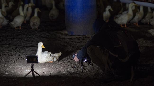 An animal activist is pictured filming a duck during an “undercover investigation” promoted on the Aussie Ducks website.