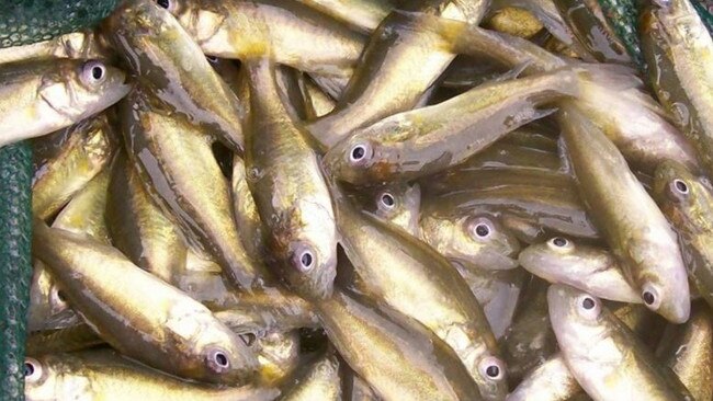 Golden perch fingerlings. Photo: Fisheries Queensland via Sail-World.