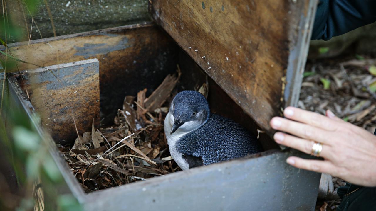 The fascinating history behind Manly’s penguin colony Daily Telegraph