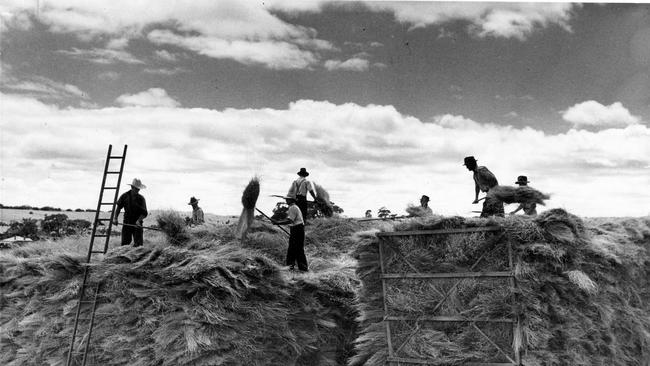 Stacking of the new season's flax crop at the Commonwealth Flax Mill, Morphett Vale. Published in "The Chronicle" January 26, 1950. The Advertiser photograph Krischock.