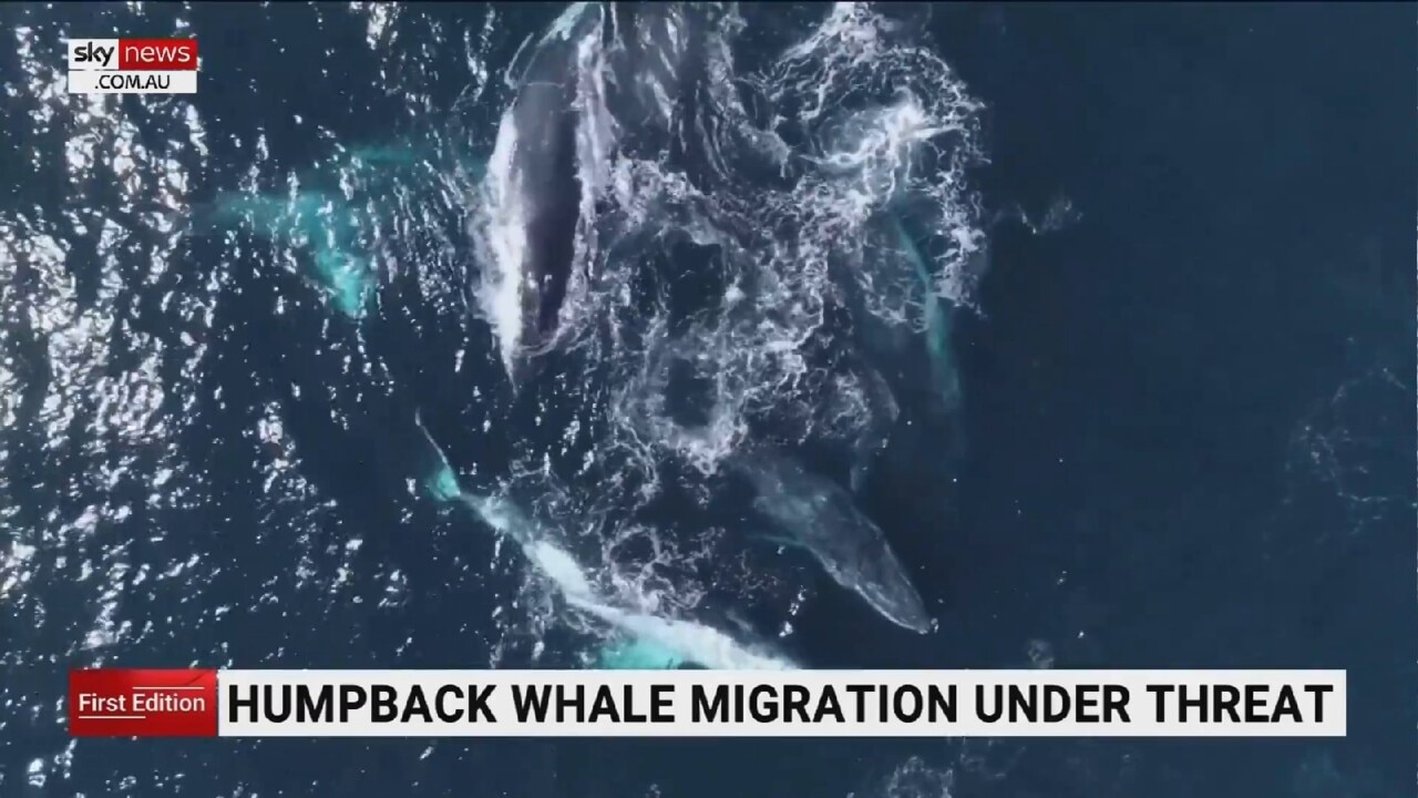 Humpback whale migration under threat