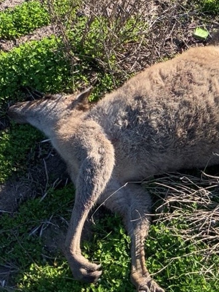 The Gobarup landowner is not considered to be a person of interest. Picture: Crime Stoppers Victoria.