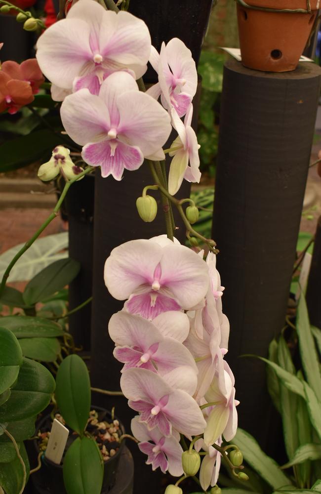 A Phalaenopsis orchid. Photo: Janessa Ekert
