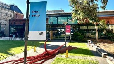 The South Australian Museum’s giant squid has escaped. Picture: SA Museum