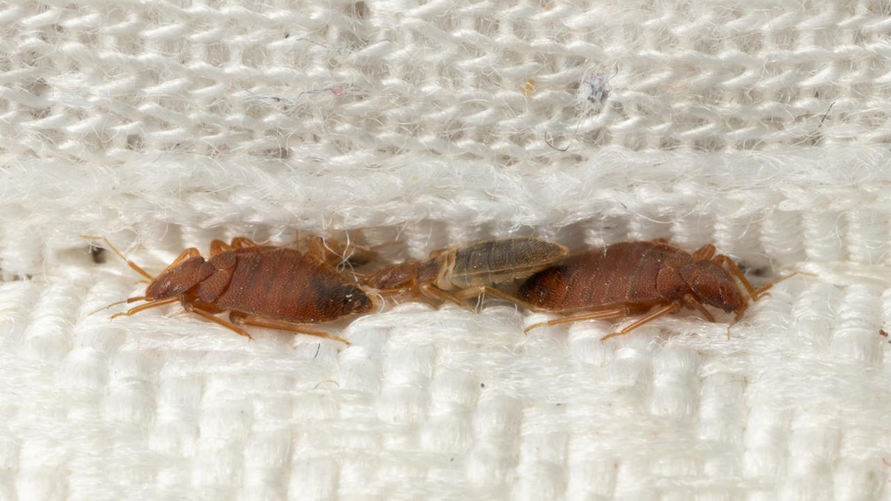 Bedbugs can be found in cracks and crevices in and around your bed. Picture: iStock