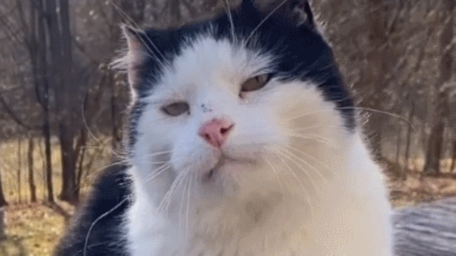 Senior street cat gets his first taste of indoor life