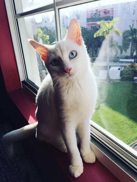 This is Ahri. She is 3-years-old. Picture: Sanna Tagell
