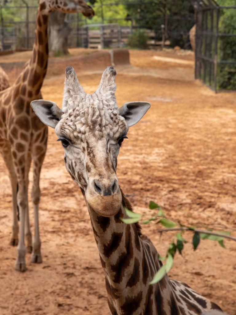 He's fathered seven giraffe calves at Perth Zoo. Picture: Nathan Sixsmith Photography