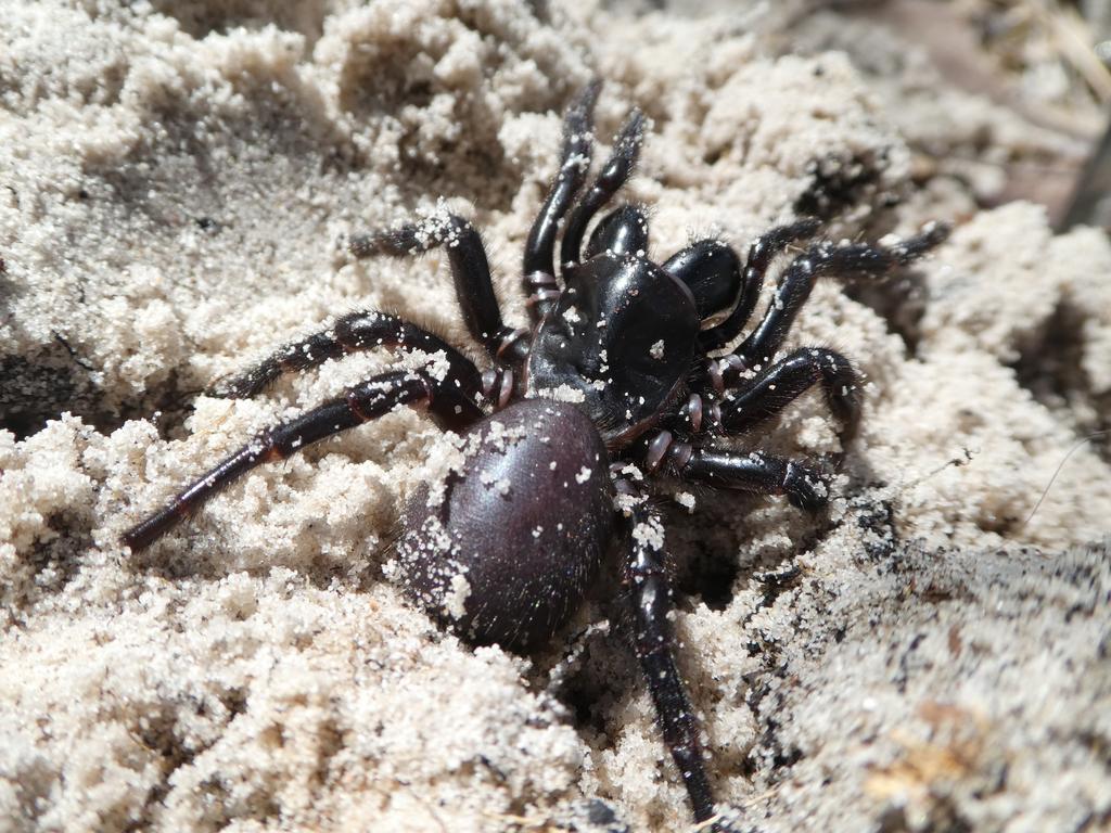 The deadly Fraser Island funnel-web spider could be a life-saver. Picture: Supplied