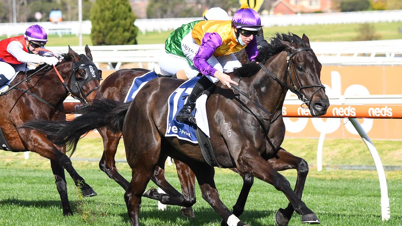 Elephant made a big impression during his maiden Australian campaign, which included a first-up win at Caulfield in August. Picture: Racing Photos via Getty Images.
