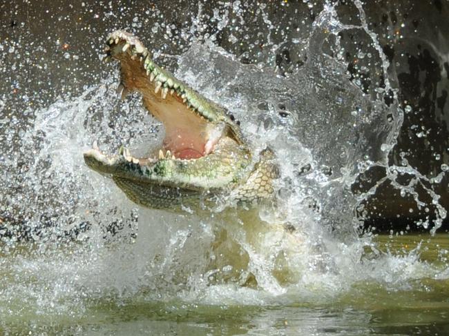 A crocodile shows his ferocity as he explodes out of the water at Crocodylus Park. Picture: Supplied