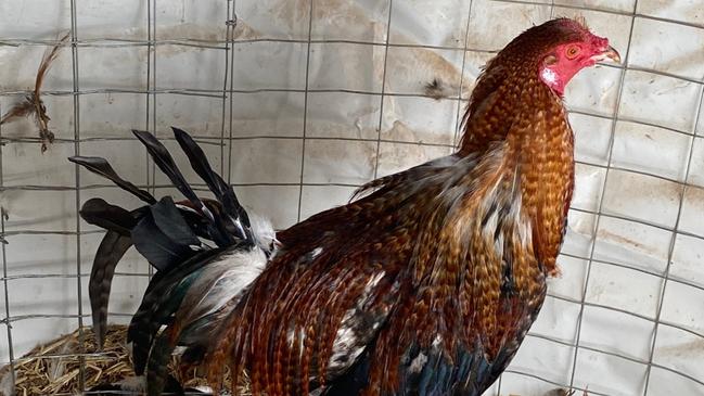 More than 200 roosters were removed from the property. Picture: Supplied/RSPCA.