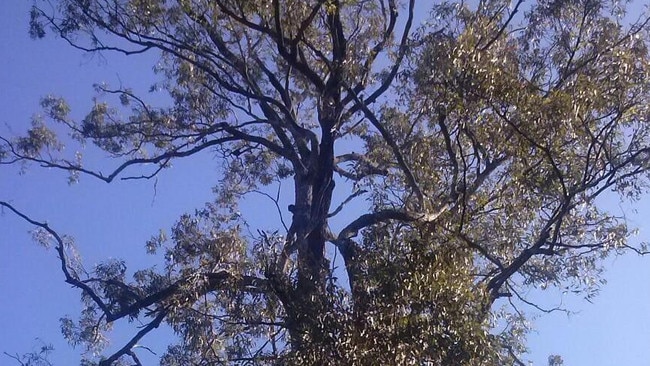 The native tree, estimated to be at least 300 years old, which is earmarked for the axe.