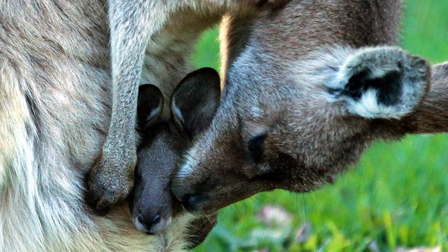 A kangaroo and her Joey at the Currumbin Ecovillage. Picture: Mike Batterham