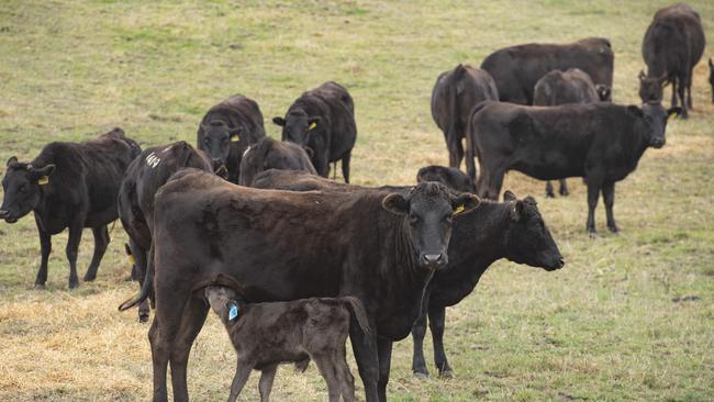 A study has found that simply using a Wagyu bull over Angus cows did not automatically improve eating quality. Picture: Zoe Phillips