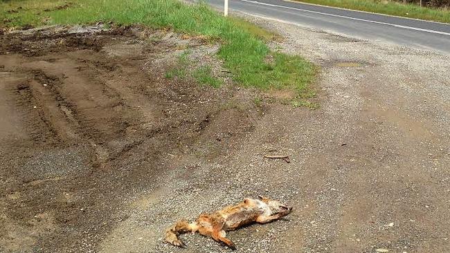 The fox carcass was photographed by the side of the Frankford Highway, sparking an official investigation.