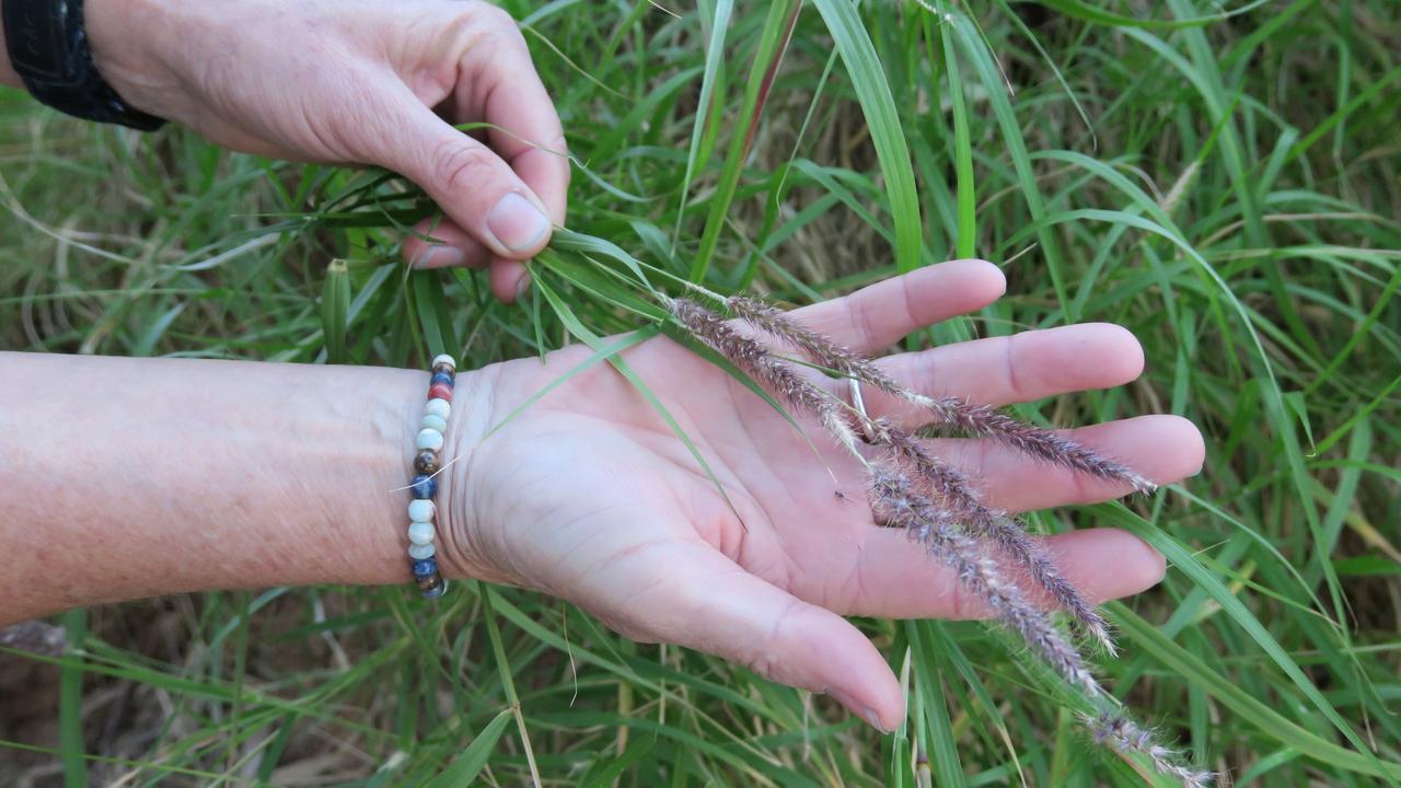 Environmental groups rejoice, pastoralists nervous as buffel grass declared weed