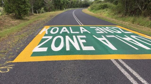 Koala Zone signs painted on the road near Lismore that locals say would help Brooms Head road emu population.