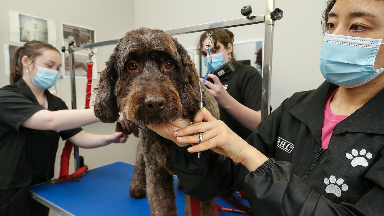 Milo the dog gets some last minute grooming before the stage 4 lockdown in Melbourne. Picture: NCA NewsWire/Ian Currie