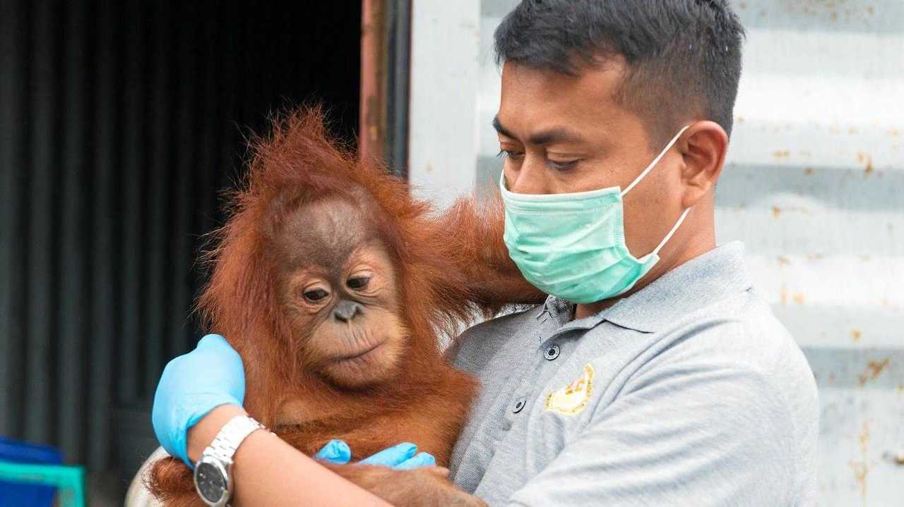 Orangutans need our help to survive | Daily Telegraph