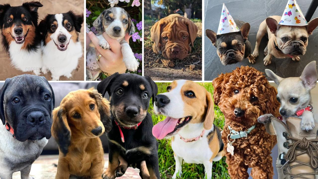 From adorable fur babies to big softie doggos, Mackay’s pups are just too cute to resist. Help search for the region’s cutest puppy of 2024. Look through our gallery and vote.