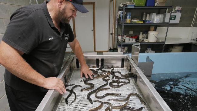 Brad Finlayson sorts elvers at his aquaculture exporting business at Bagdad. PIC: MATT THOMPSON