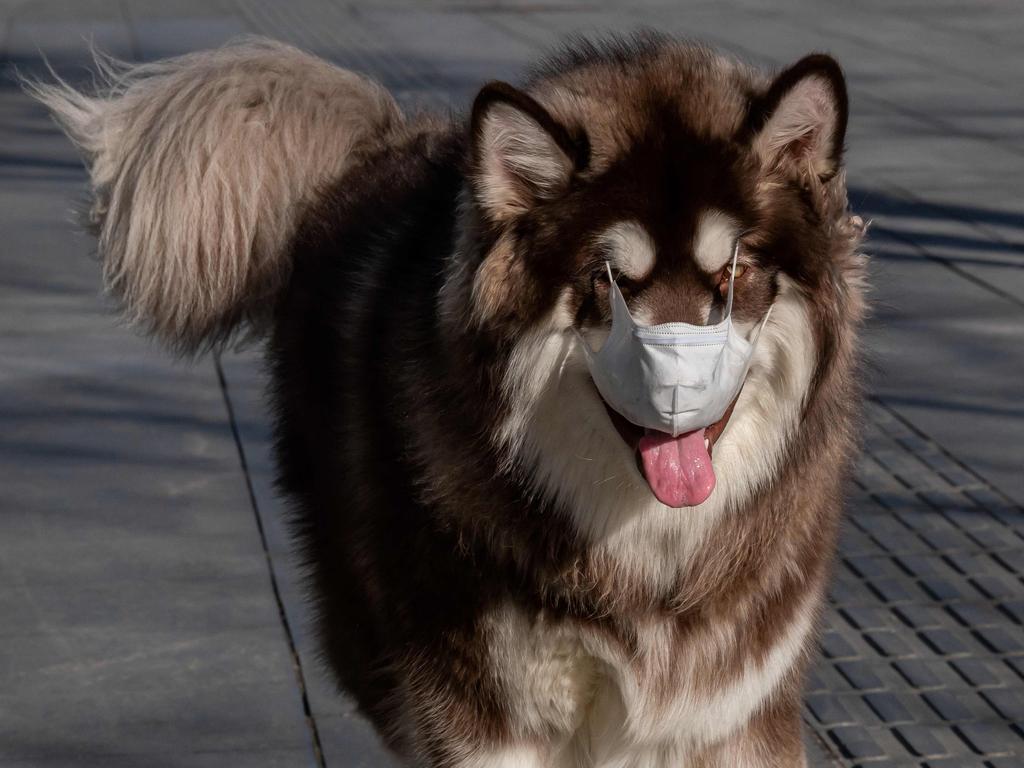 This dog is not wearing its face mask correctly. Picture: AFP