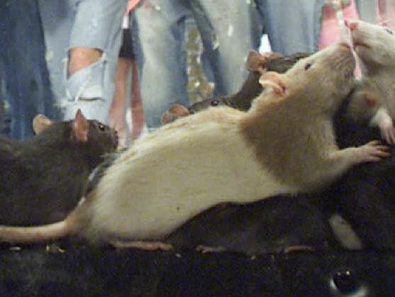 10 May 2001 Australian Fashion Week. Tsubi show with live rats. picMarco/Del/Grande modelling aust rodents model extremes