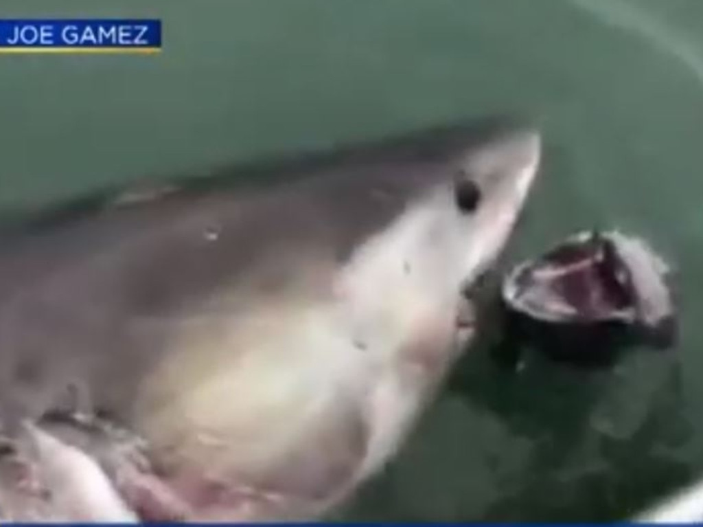 Great white shark 'drags boat around' San Francisco Bay