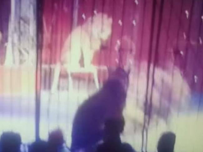 Circus attack ... the lion wrapped its paws around the circus owner, tackling her to the ground. Picture: Ali Attia/YouTube