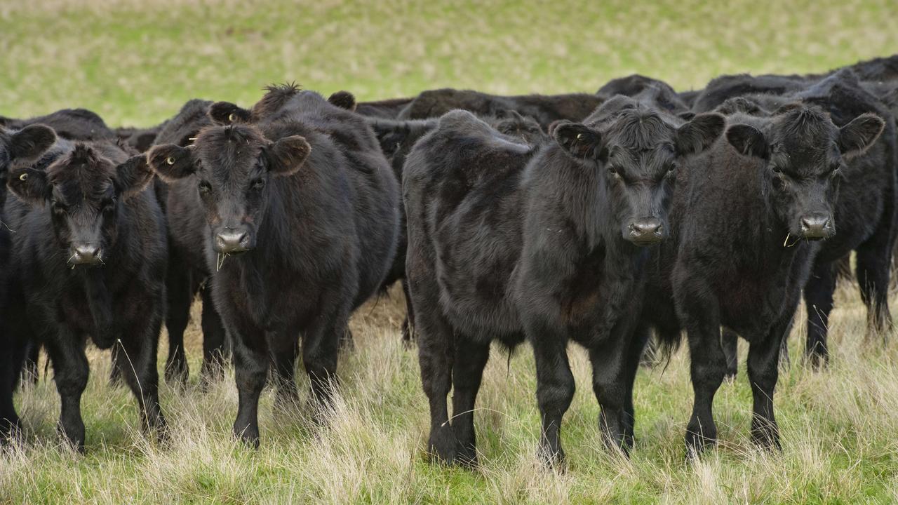 As the dry conditions steadily worsen with little to no respite in sight, the South Burnett Council has urged its graziers to apply for roadside grazing permits if their paddocks have run out of grass. PICTURED: Angus cattle. PICTURE: ZOE PHILLIPS